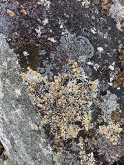 Rhizoplaca subdiscrepans