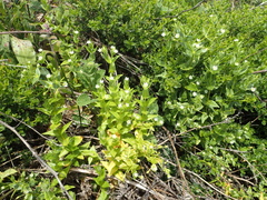 Stellaria littoralis