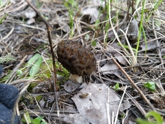 Morchella angusticeps