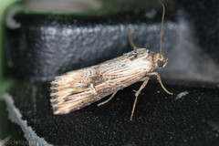 Crambodes talidiformis