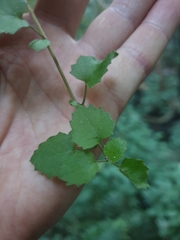 Brachyglottis sciadophila