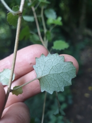 Brachyglottis sciadophila