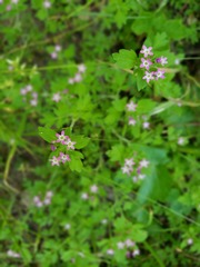 Collomia heterophylla