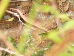 Leiocephalus macropus