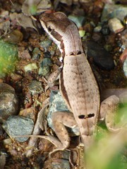Leiocephalus macropus