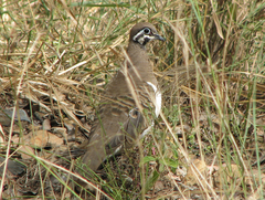 Geophaps scripta scripta