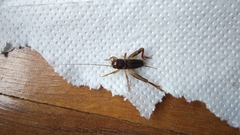 Anurogryllus
