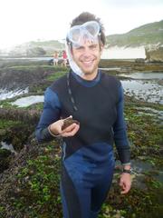 Chorisochismus dentex