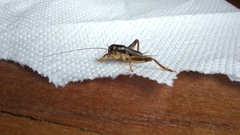 Anurogryllus