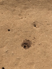 Diadasia bituberculata