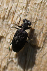 Scopodes