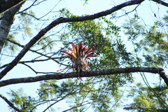 Tillandsia multicaulis