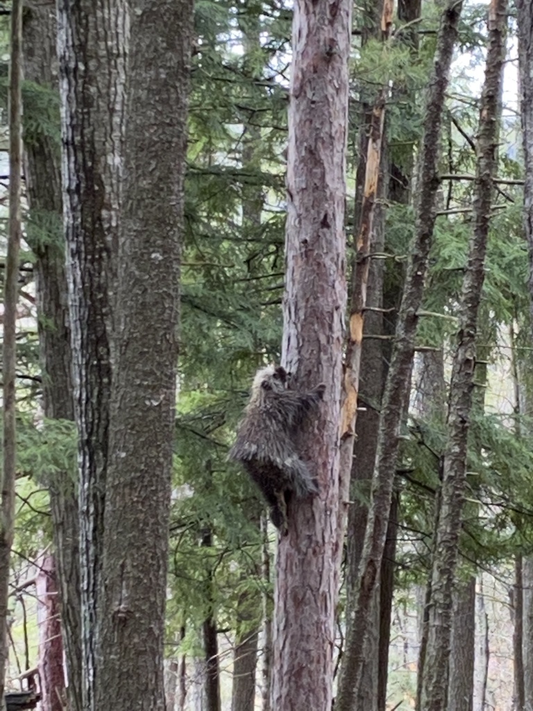 North American Porcupine from Marquette, MI, US on May 7, 2021 at 11:24 ...