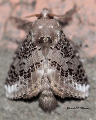 Euglyphis guttularis