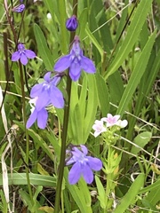 Lobelia gattingeri