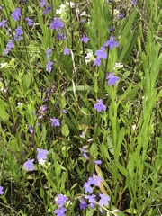 Lobelia gattingeri