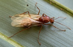 Camponotus castaneus image