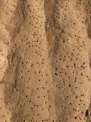 Diadasia bituberculata