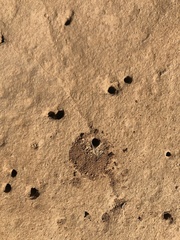 Diadasia bituberculata