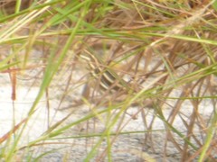 Leiocephalus onaneyi