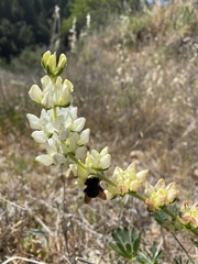 Lupinus densiflorus