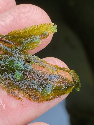 Baldwiniella kealeensis