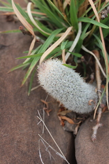 Mammillaria pottsii