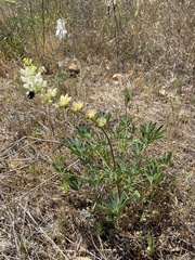 Lupinus densiflorus