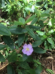 Melastoma septemnervium