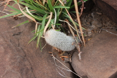 Mammillaria pottsii