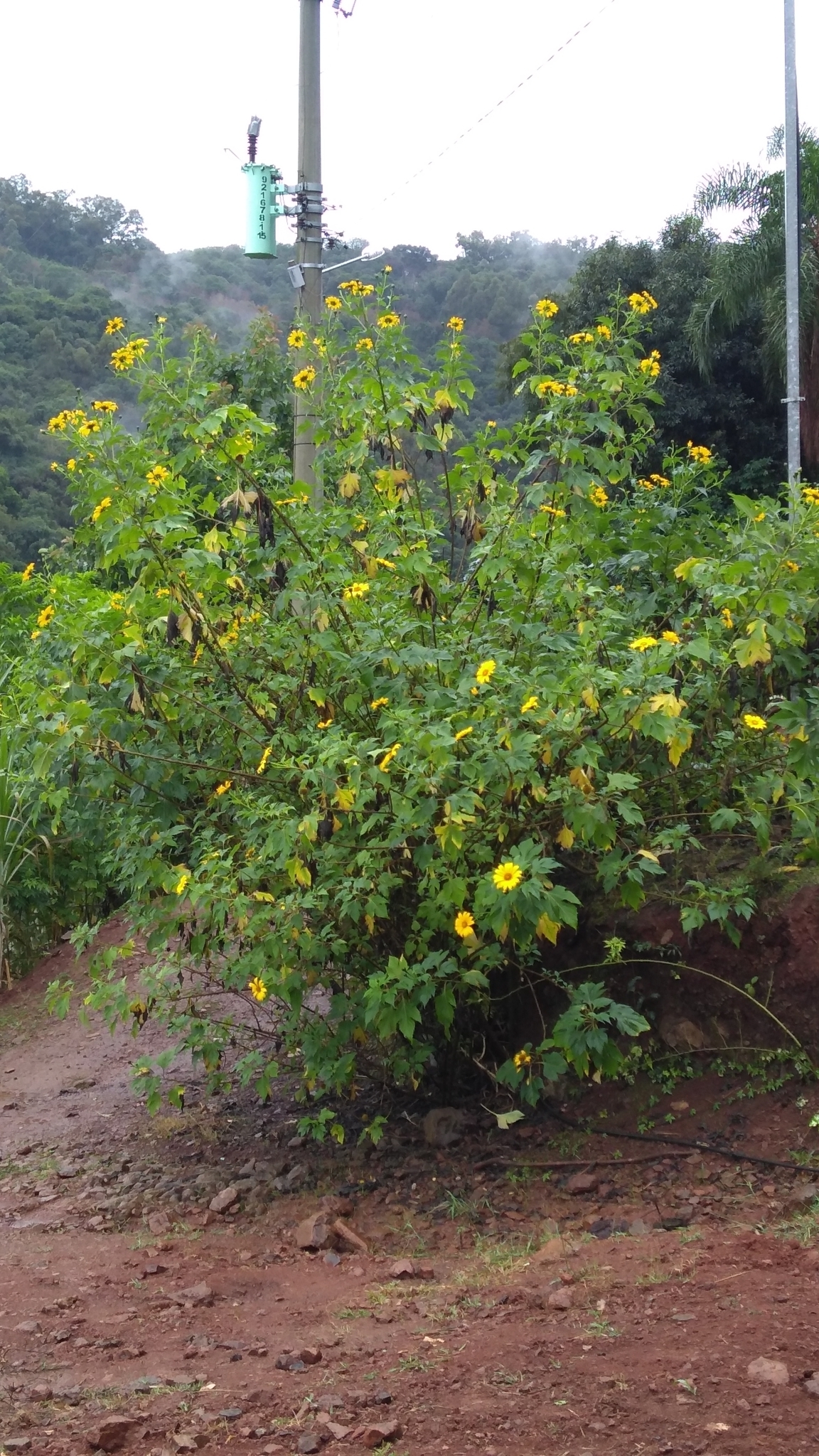 Tithonia diversifolia