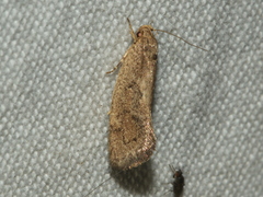 Syncometes vilis
