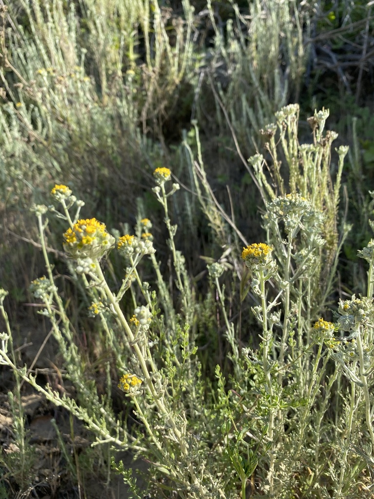 Golden Yarrow from US-101 N, Buellton, CA, US on May 10, 2021 at 05:33 ...