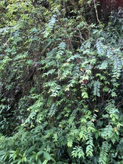 Hypericum geminiflorum simplicistylum