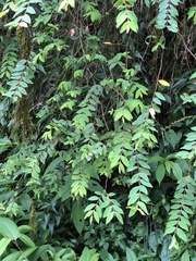 Hypericum geminiflorum simplicistylum
