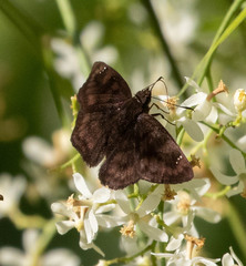 Nisoniades ephora