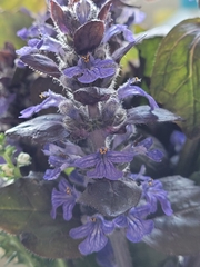 Ajuga reptans