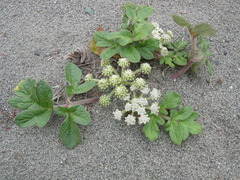 Glehnia littoralis leiocarpa