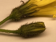 Hieracium glaucinum similatum