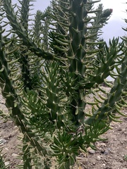 Austrocylindropuntia