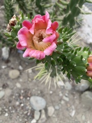Austrocylindropuntia