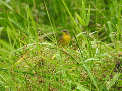 Geothlypis aequinoctialis