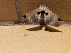 Apatelodes pandarioides