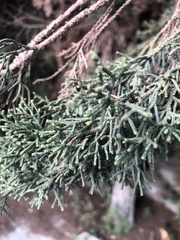 Cupressus