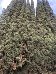 Cupressus