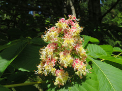 Aesculus turbinata