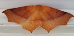 Tetracis cervinaria