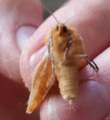 Tetracis cervinaria