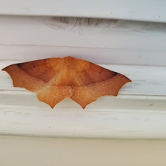 Tetracis cervinaria