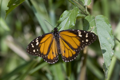 Danaus cleophile